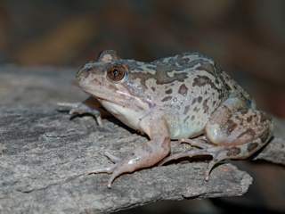 The Frog of the Month for May is the Barking Marsh Frog. Photo by Chris Tzaros.